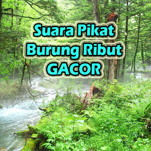 Suara Pikat Burung Ribut GACOR