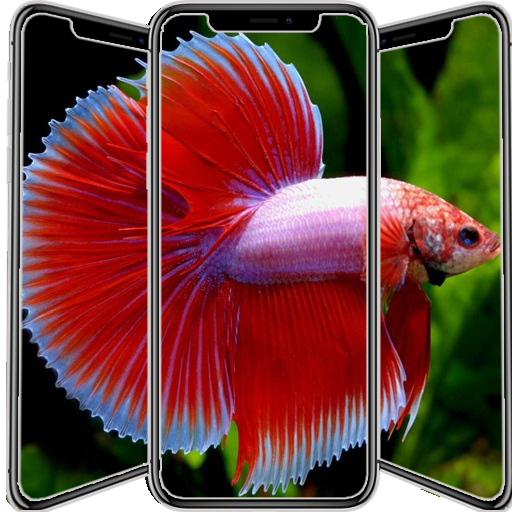 Betta Fish wallpaper HD