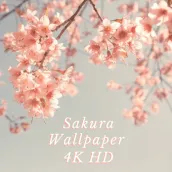 HD Sakura Wallpaper 4K