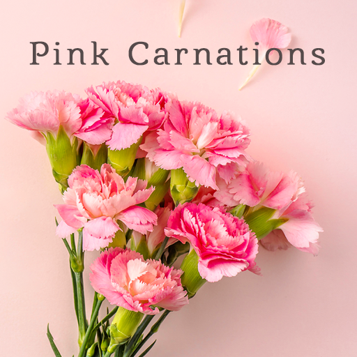 Pink Carnations Theme
