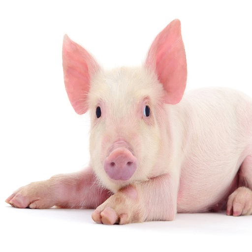 Pig - Pig Farming, 养猪业 , cerdo