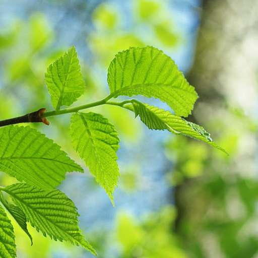 Весна Живые Обои Lite