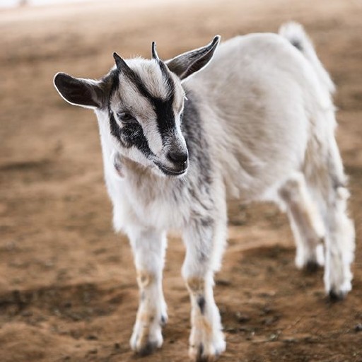 Kertas Dinding Kambing