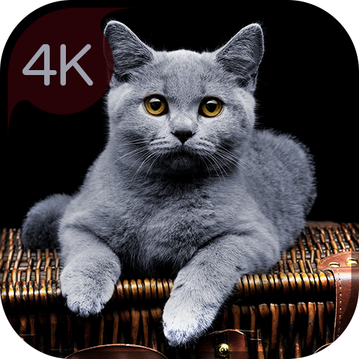 Her gün kedi duvar kağıtları