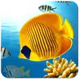 Fish Wallpaper