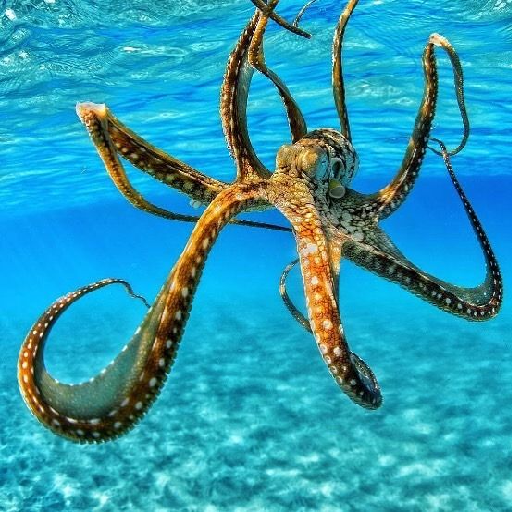 Octopus Wallpapers Offline