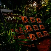 Natural Dark Forest Theme