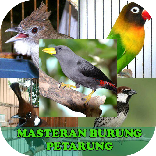 Masteran Untuk Burung Petarung