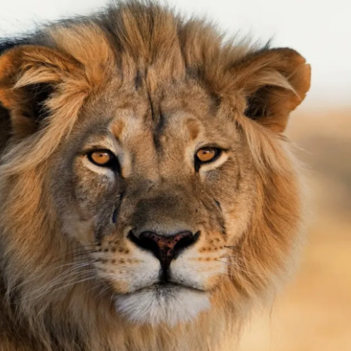 Lion Sound Effects