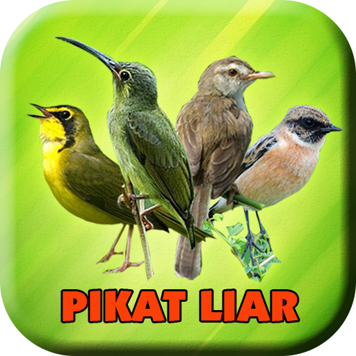 Suara Pemikat Burung Liar