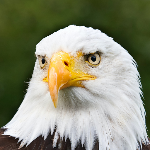 Обои с птицами