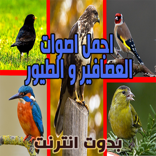 اجمل اصوات العصافير و الطيور