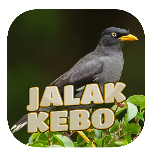 Kicau Jalak Kebo Gacor