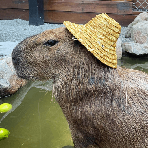 Capybara Wallpapers 2023 HD 4k