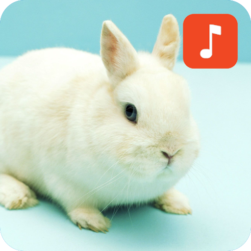 Rabbit Sound Effects