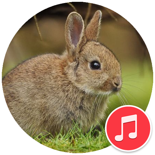 Tavşan Çağrı Sesleri