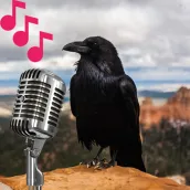 Crow sounds and calls