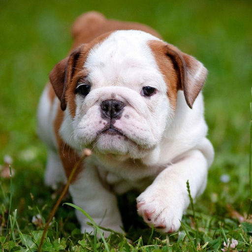 English Bulldog Wallpapers and