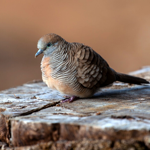 Zebra Dove Sounds