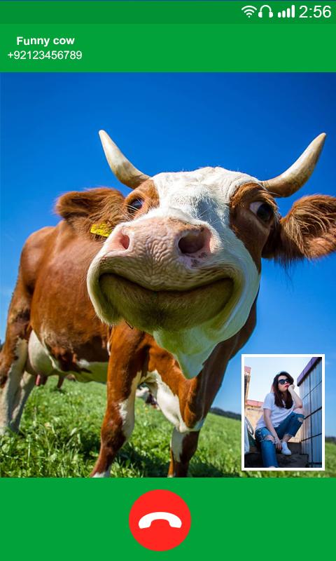 Download Cow Dance Fake Video Call android on PC