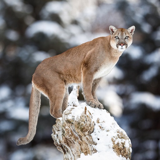 Cougar Wallpaper HD