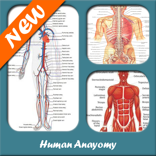 Human Anatomy