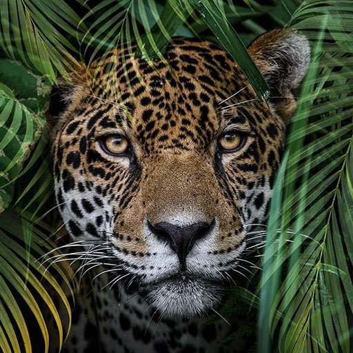 Animal wallpapers HD