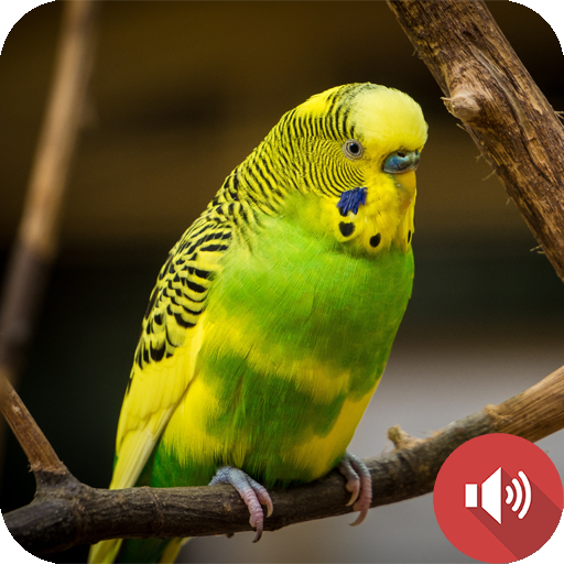 Bunyi Budgerigar