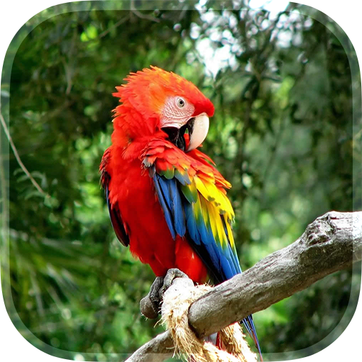 Parrot Live Wallpaper