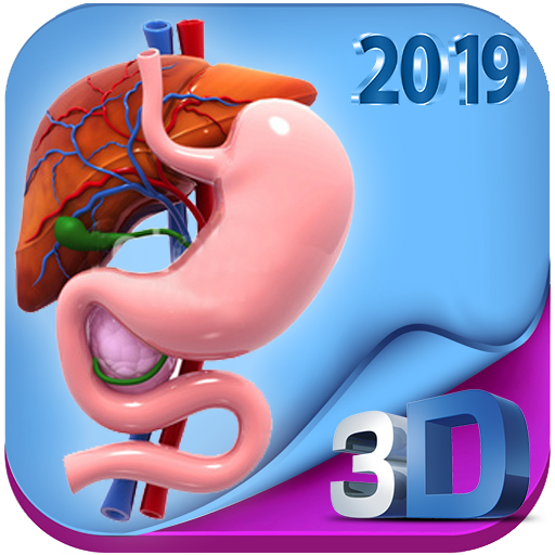 Human digestive system anatomy in 3D