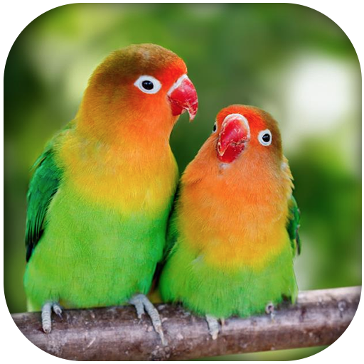 Lovebird sounds