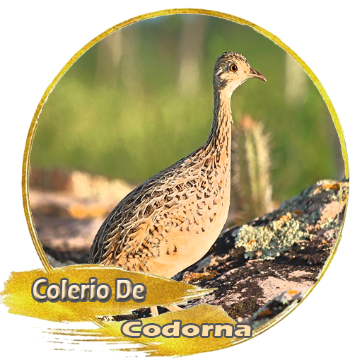 Colerio De Codorna