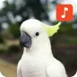 Cockatoo Bird Ringtones