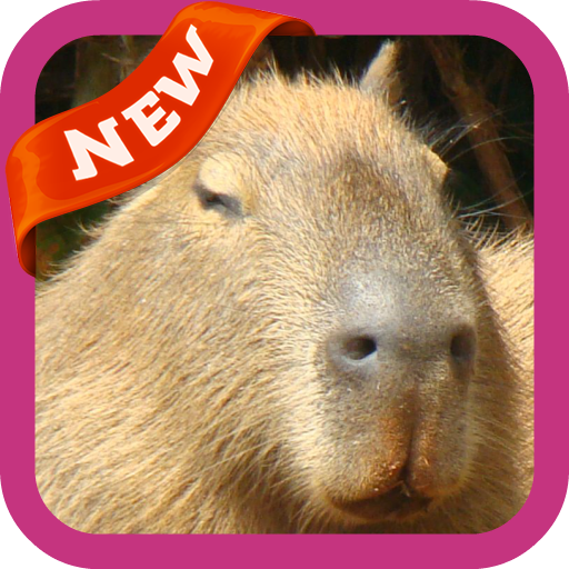 Capybara Clicker APK for Android Download