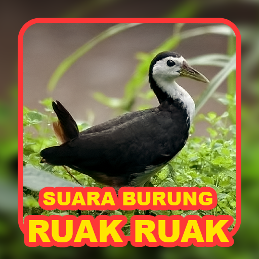 Suara Pikat Burung Ruak Ruak