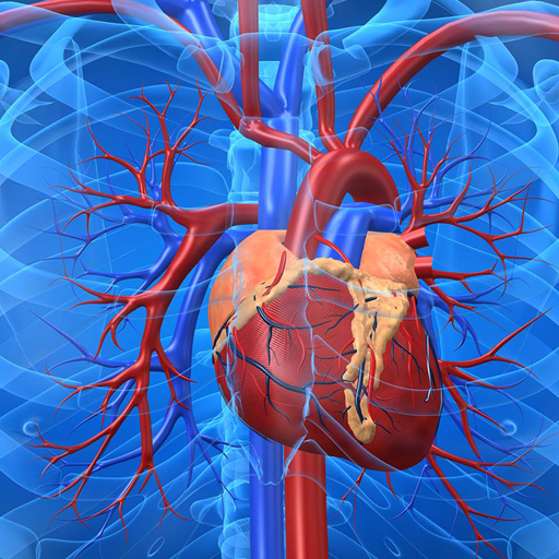 Cardiovascular System