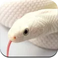 Snake Wallpaper HD
