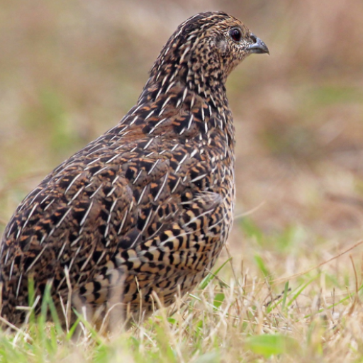 Brown Quail Bird Sounds