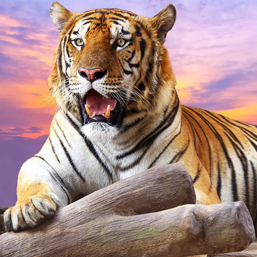 Tiger Wallpaper HD