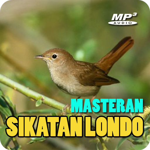 Masteran Sikatan Londo Offline