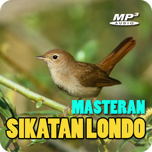 Masteran Sikatan Londo Offline