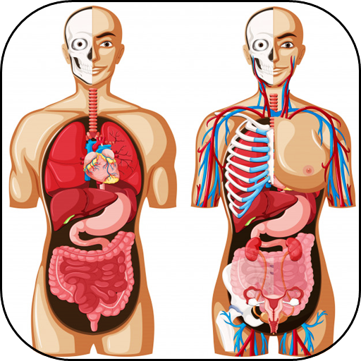 3D人体解剖学。人体と機能