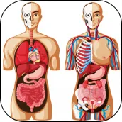 3D Human Anatomy. Human body a