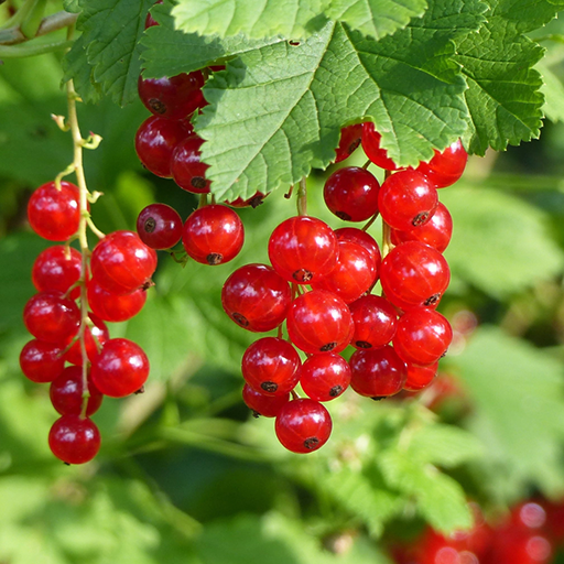 Garden Fruit Wallpaper