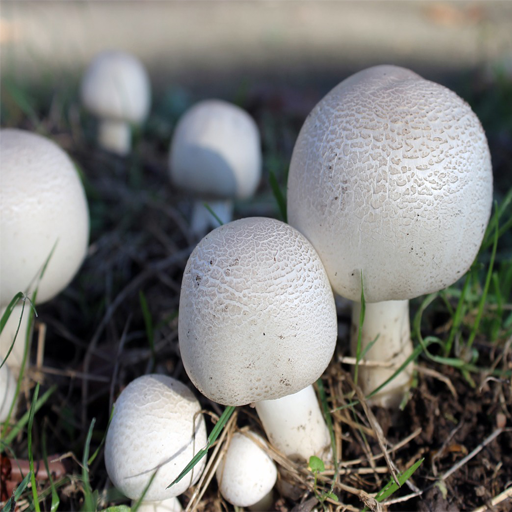 Mushroom Farming (मशरूम की खेती का व्यवसाय)