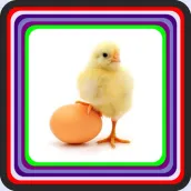 cultivation of laying hens