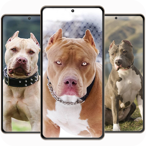 Pitbull Wallpaper 4k