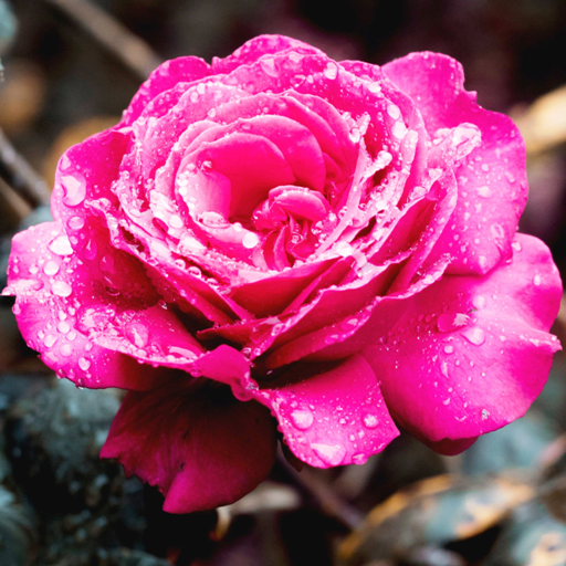 Hoa hồng hình nền sống. Hoa hồ