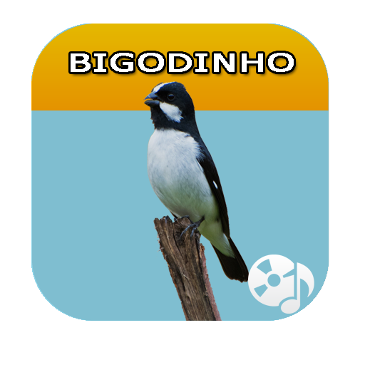 Canto De Bigodinho