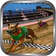 Crazy Real Dog Race: Greyhound